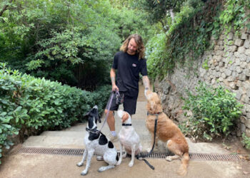 Ulver canine club – Dog training