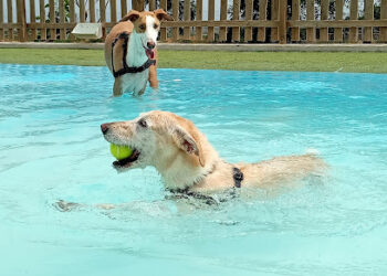 GOS AVENTURA RESORT CON PISCINA PARA PERROS