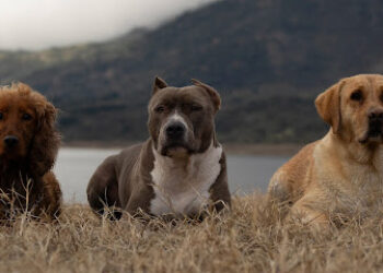 ElCan Educación Canina