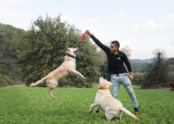 Adiestrador de perros Barcelona For Dogs One