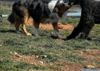 RESIDENCIA CANINA SORIA