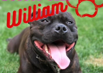 Dog training Better call William