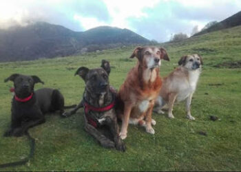 Adiestramiento Canino Asturias Xanamaná