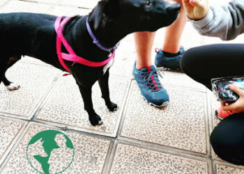 Miguel Oslé educación canina en positivo y servicios para perros paseos y cuidados