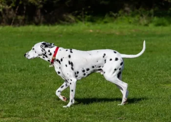 Sordera en Perros: Causas, Detección y Tratamiento