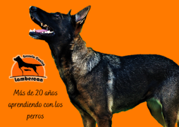 Escuela Canina Lambercan