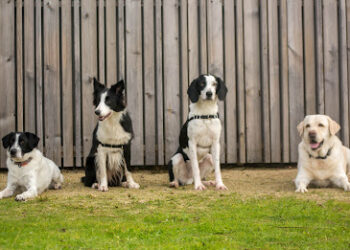 Truco Educación Canina