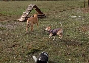 Residencia Canina La Burra Lola