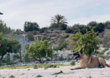 Hakadogs – Adiestramiento canino en Archena, Murcia