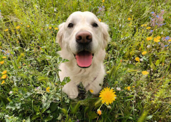 Guardería perros Tarragona. Gemma dogbuddy