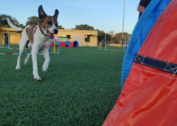 Club Canino el Área