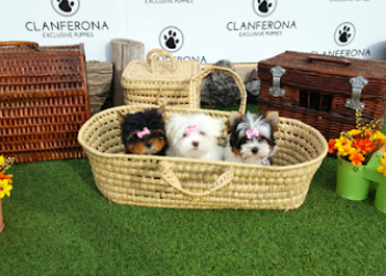Centro Canino Clan Ferona
