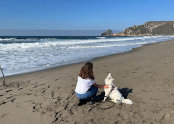 Fénix Educación Canina