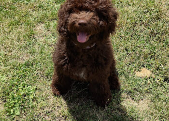 Criadero Canino ElioCan