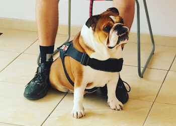 Veter Sana veterinarios