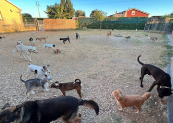 Guardería mascotas Ararauna