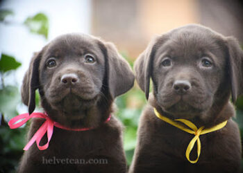 Helvet Can Labrador Retriever