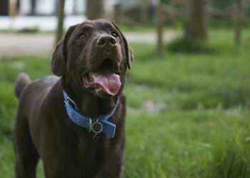 Centro Veterinario Lidercan