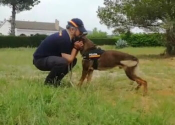 VennCan Adiestramiento canino