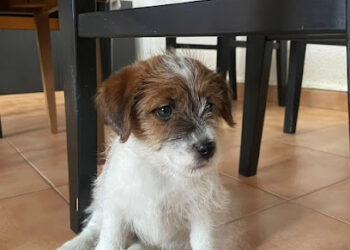 Rocdauro Kennel