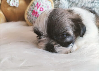 Shih Tzu & Bichón Maltés Yorshican