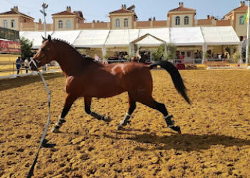 Centro Veterinario Horche