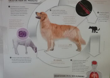 Veterinario Via Verde