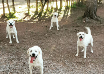 Labradors World Barcelona