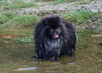 Clínica Veterinaria Guau