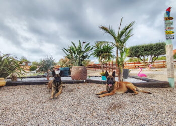 Tiki Ohana – Resort Canino, Mondioring y Adiestramiento