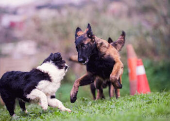 Zendog Educación Canina