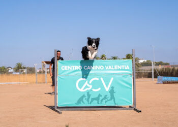 Educación Canina, Adiestramiento, residencia y Formación | Centro Canino Valentia