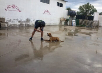 Ludocan Parque Canino