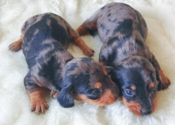 Cachorros Nava