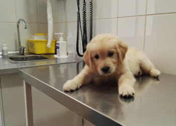 Clínica Veterinaria los Cuartos