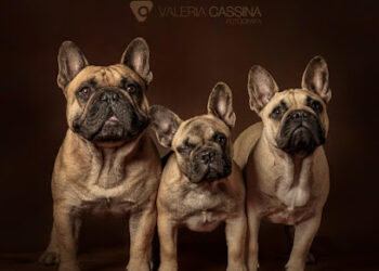 Tempo de Valiva. Cria y seleccion del Bulldogs Francés.