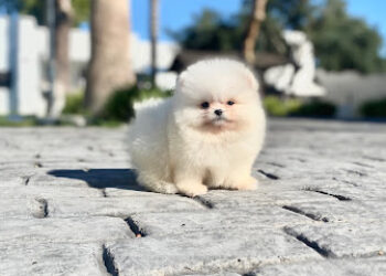 KAMSIA DOG criadero perros pomeranias