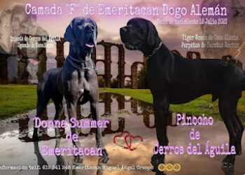 Emeritacan Pastor Alemán y Dogo Alemán