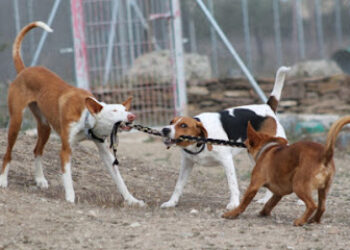 Territorio Canino