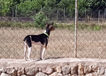 Hundetraining Mallorca Sweet Home