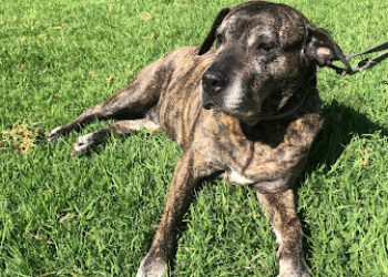 Clínica Veterinaria Puente Zurita