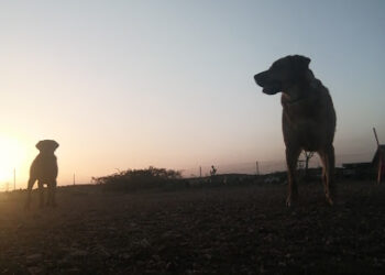 Freedog Badajoz – Educación canina