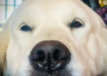 LABRADOR & GOLDEN. SEÑORÍO DE VEGA.