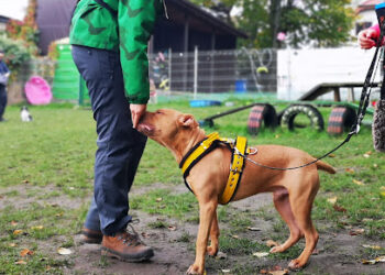 Guauche Adiestramiento Canino