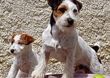 Jack Russell de Luperca