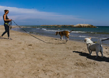 EDUCA'M | Adiestramiento Canino en Cunit