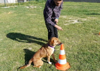 Adiestramiento canino “El Edén Canino”