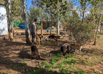 Residencia Canina Sarbecan