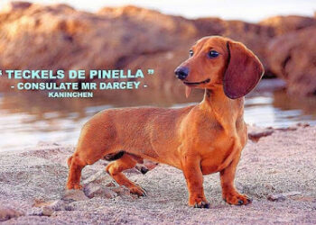 “DE PINELLA “
