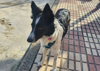 Adiestramiento Canino Jaén